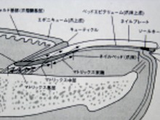 千葉市,緑区,あすみが丘,外反母趾,マッサージ,頭痛,肩こり,腰痛,便秘,アトピー,喘息,産後骨盤矯正,妊活,不妊,ダイエット,美容矯正,スタイル改善,小顔,痩身,ボディーライン,フェイシャルエステ,脱毛,デトックス,猫背,O脚,交通事故,トレーニング